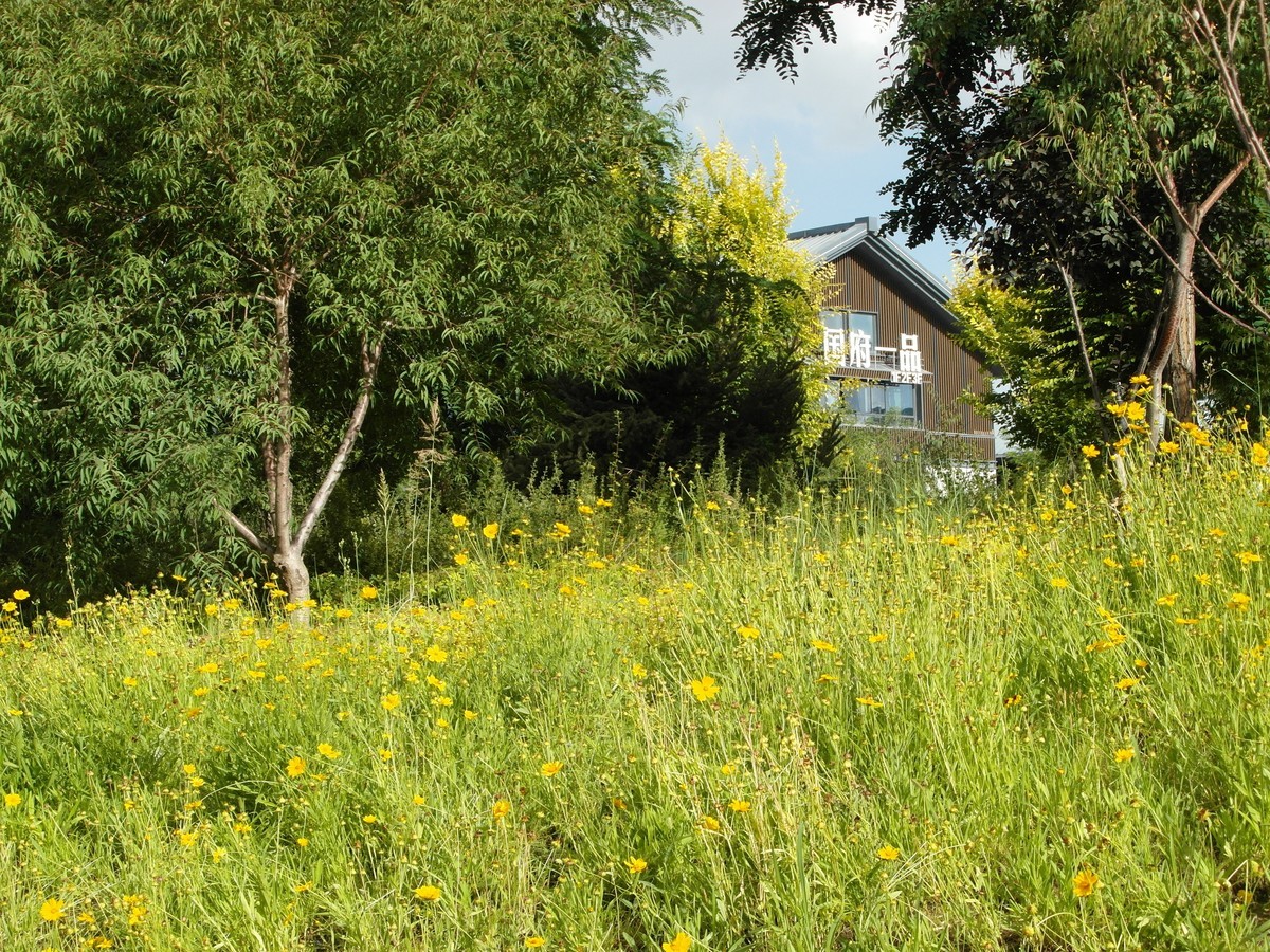 城市里的绿色心情