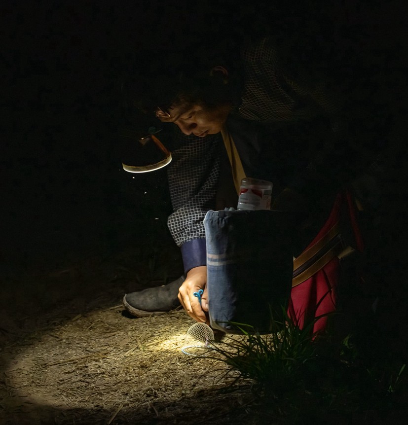 宁津“逮蛐蛐”