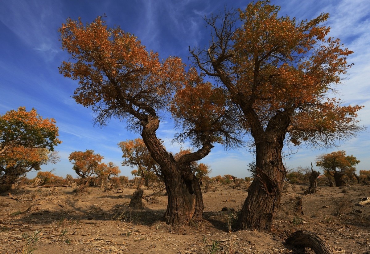 貌似进入了失落的世界（8）