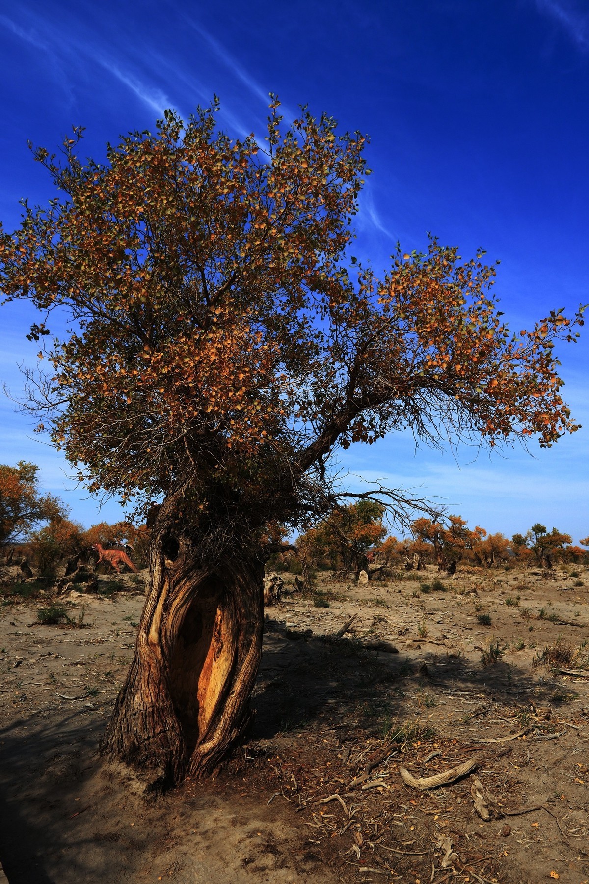 貌似进入了失落的世界（8）