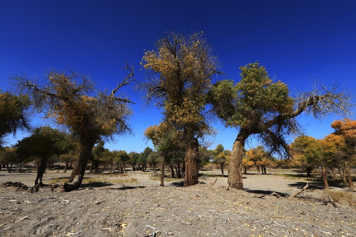 貌似进入了失落的世界（8）