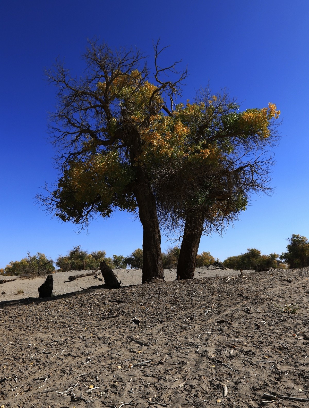 貌似进入了失落的世界（8）