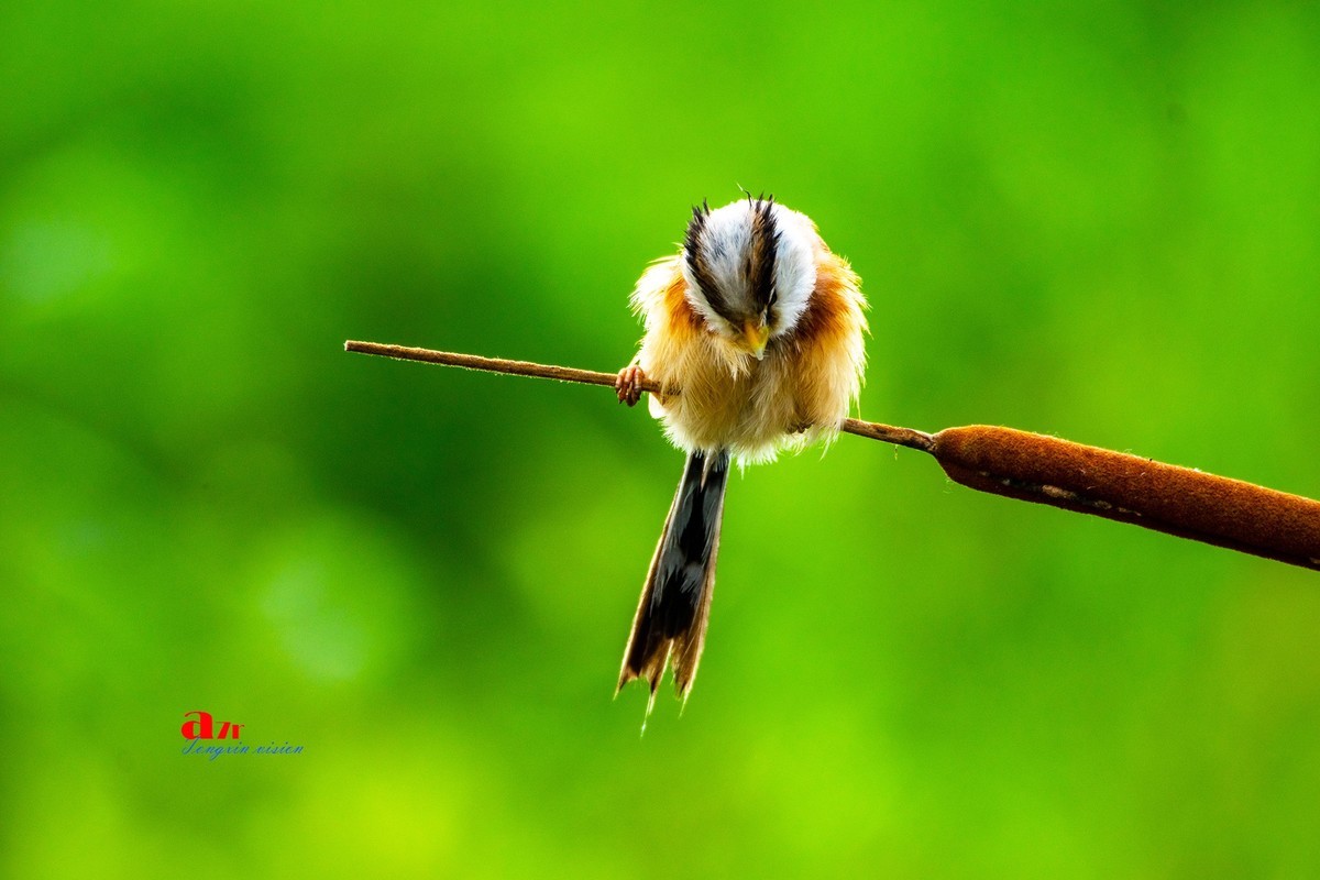 震旦雅雀（165）