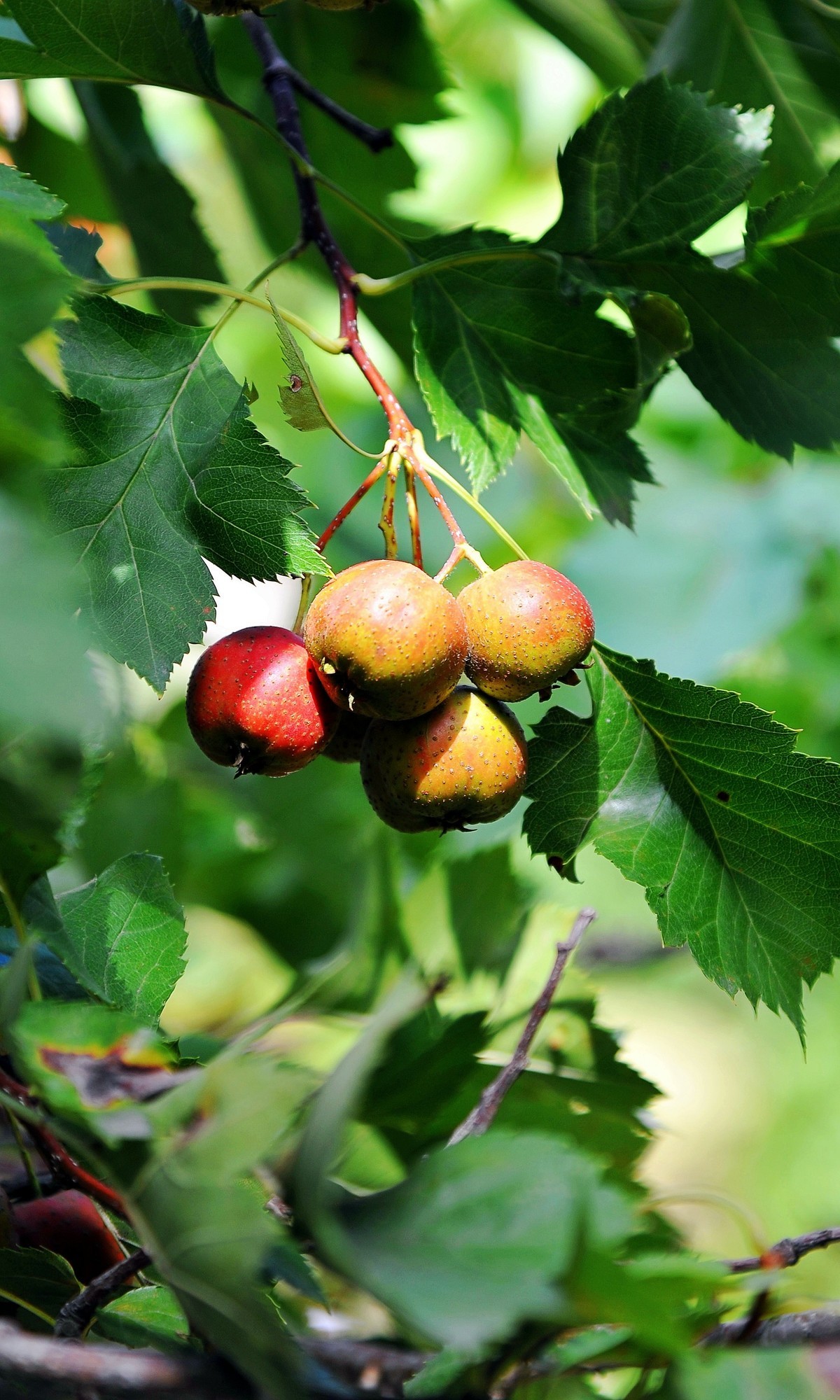 秋日城阳别墅区转悠转悠