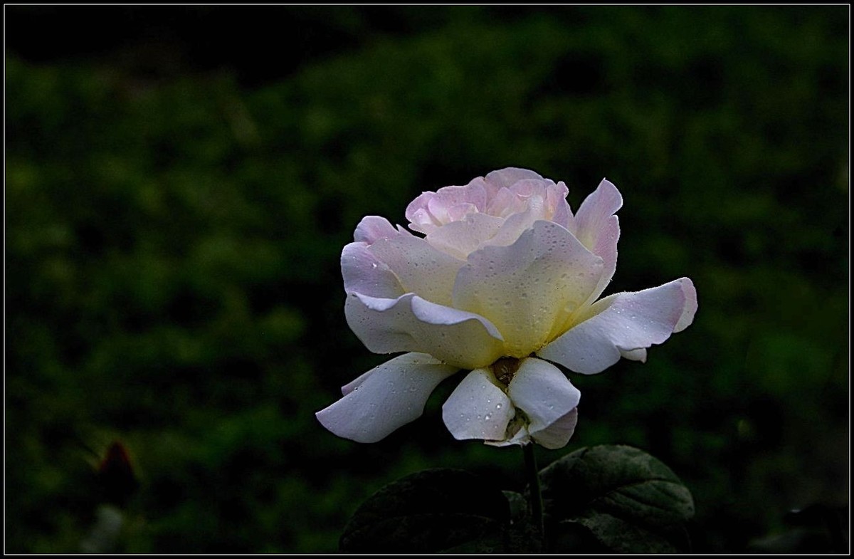 再拍月季花