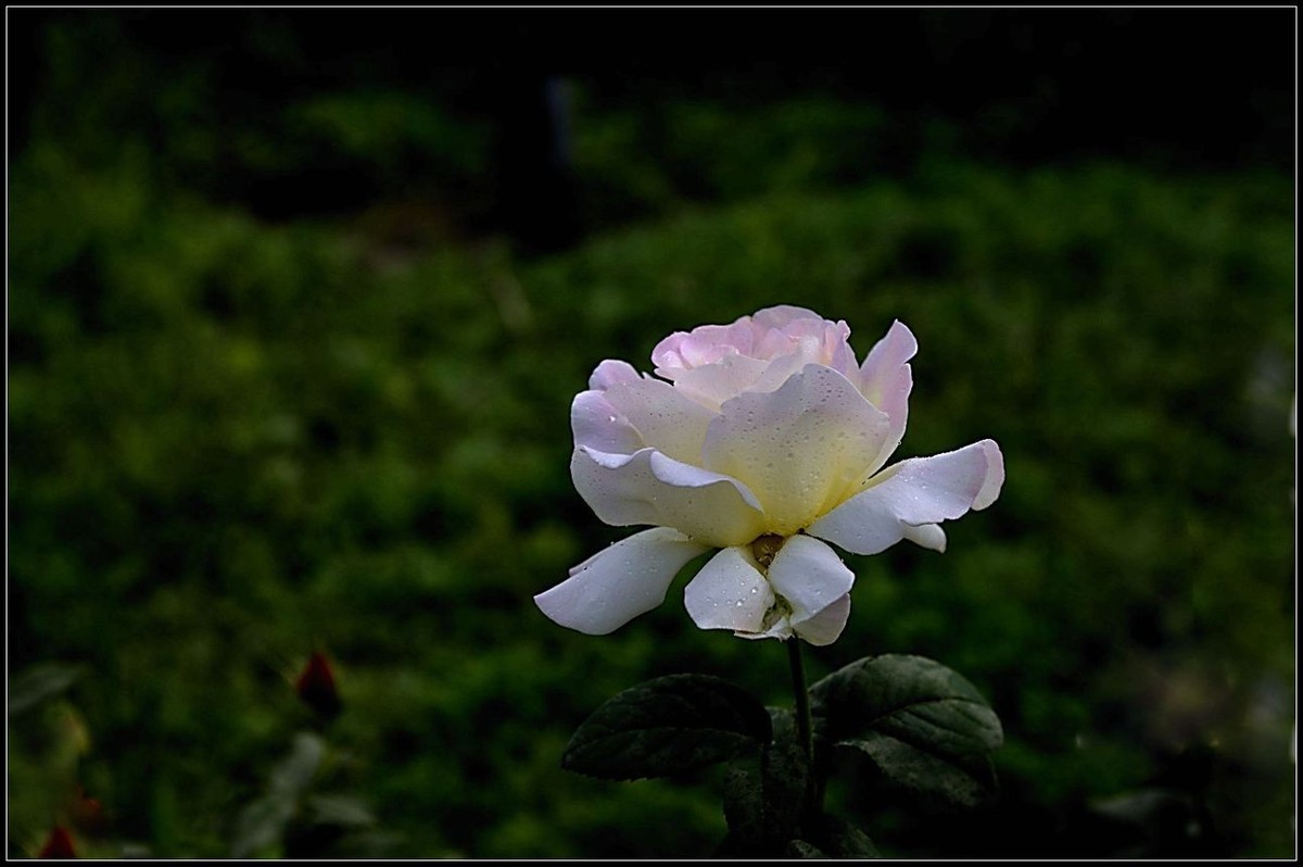 再拍月季花