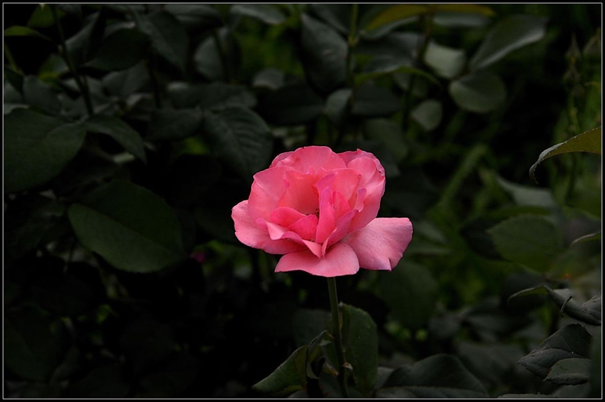 再拍月季花