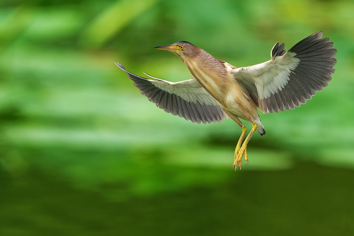 盛夏池塘中的精灵-黄尾鳽