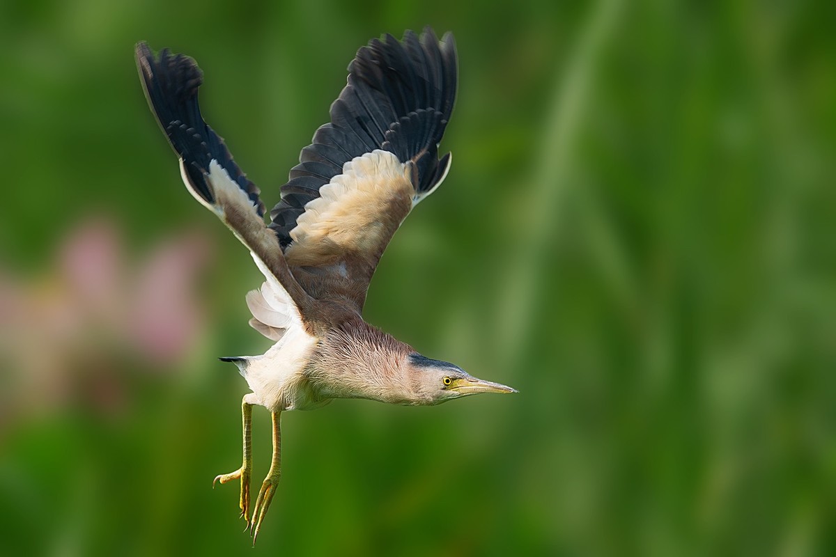 盛夏池塘中的精灵-黄尾鳽