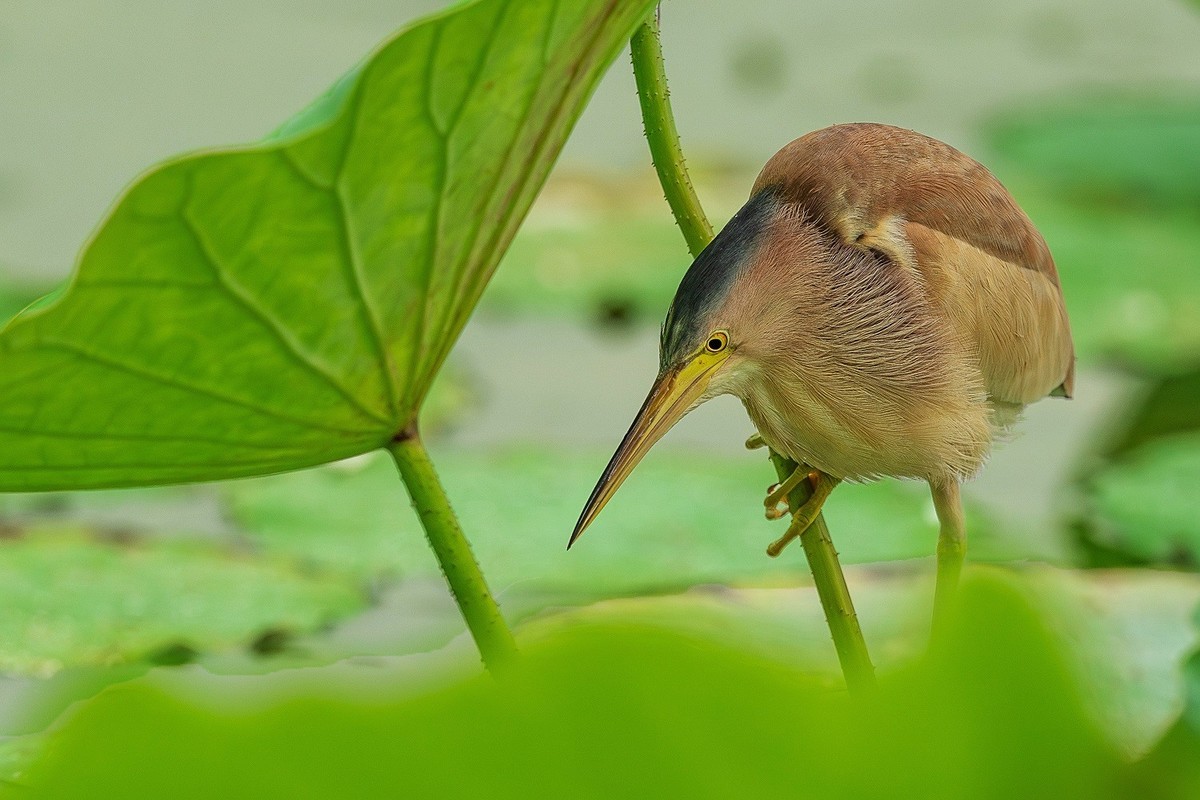 盛夏池塘中的精灵-黄尾鳽