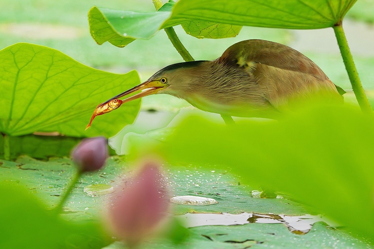 盛夏池塘中的精灵-黄尾鳽