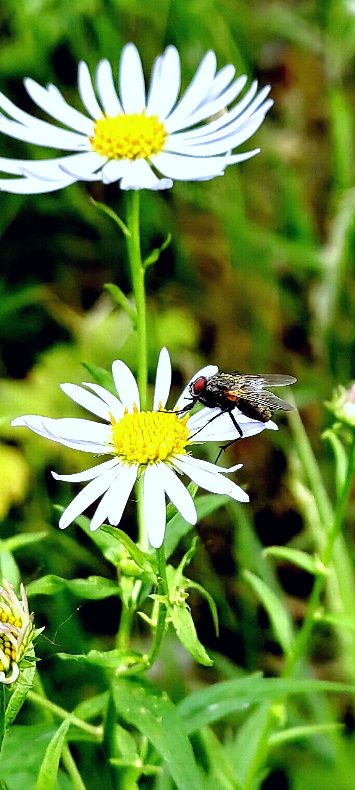 大兴安岭山花更美......