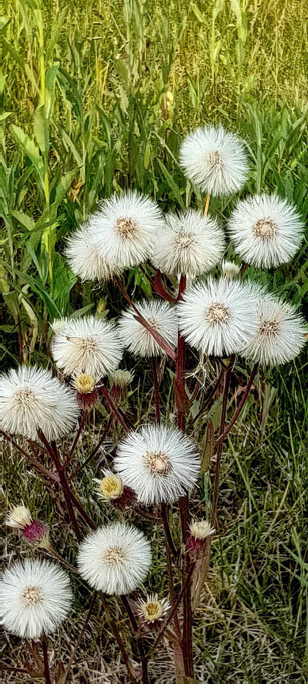 大兴安岭山花更美......