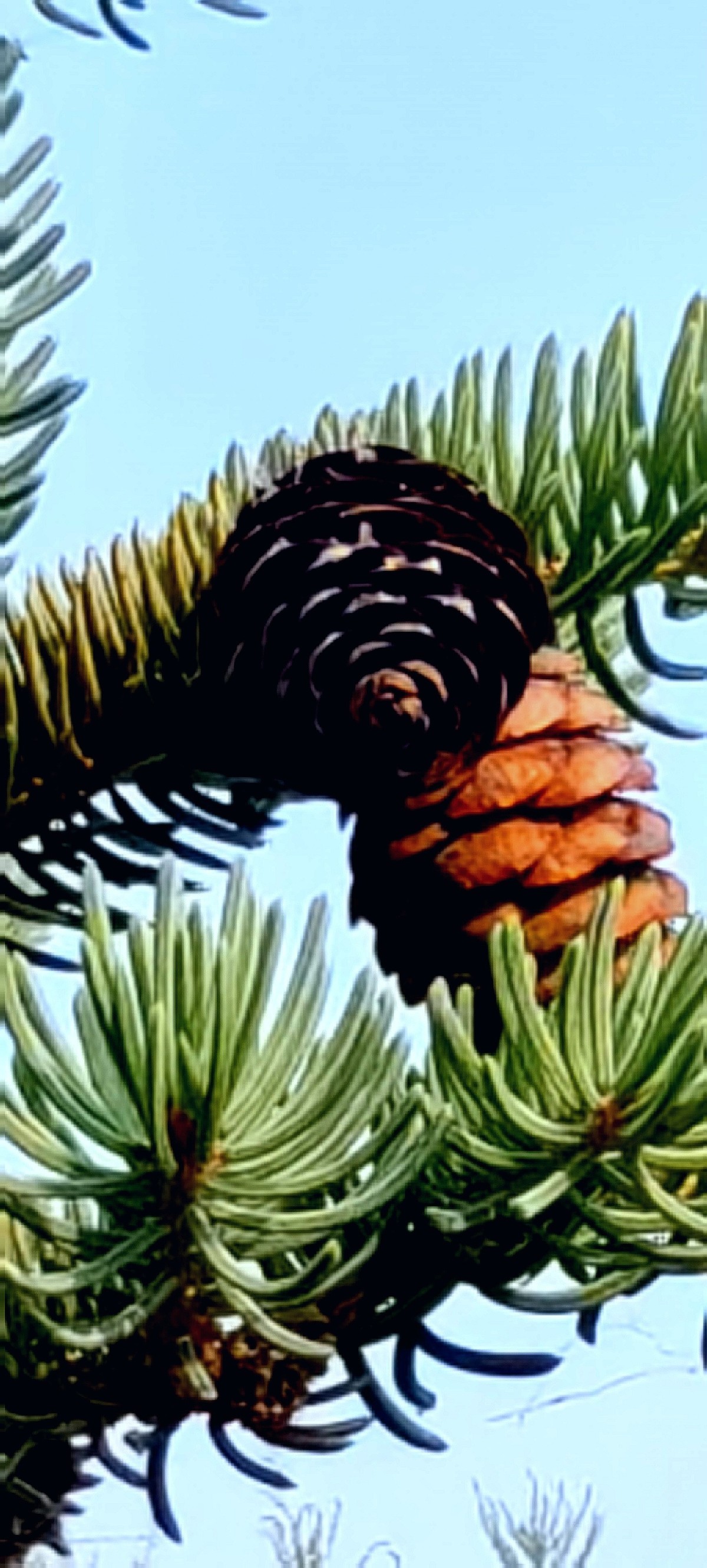 大兴安岭山花更美......