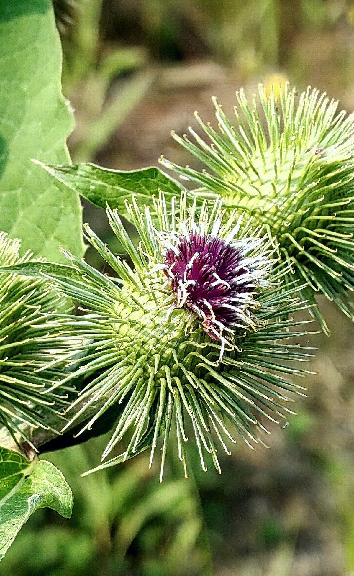 大兴安岭山花更美......