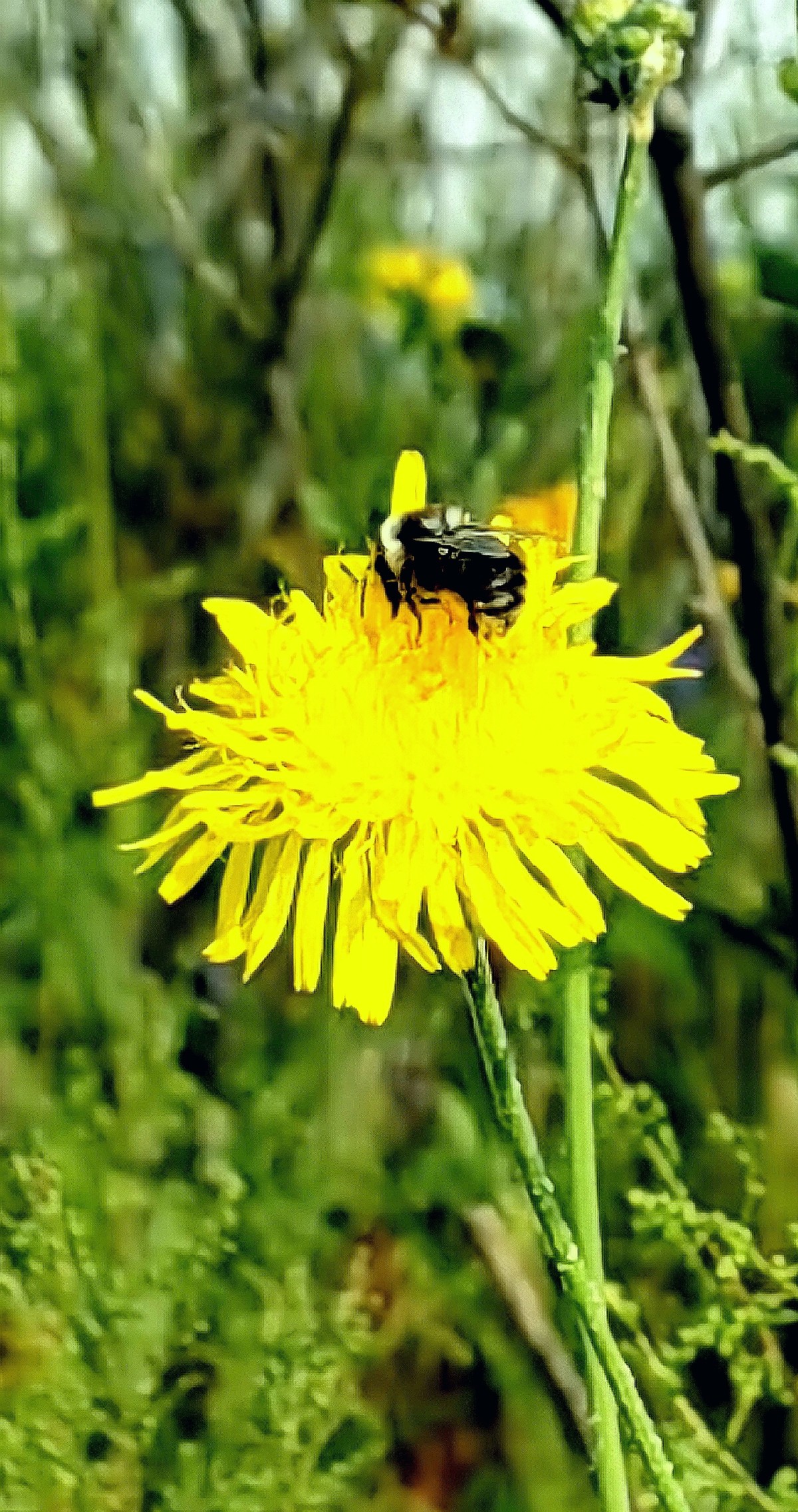 大兴安岭山花更美......