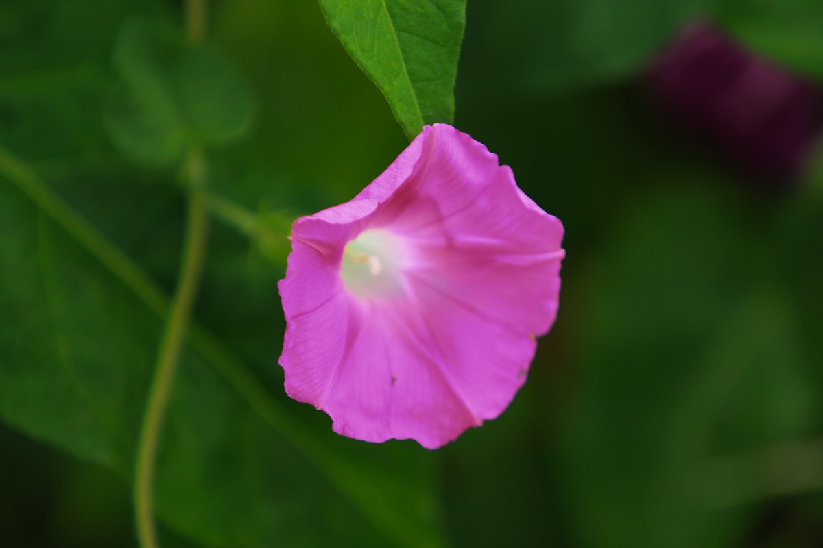 拍摄花卉一（378）