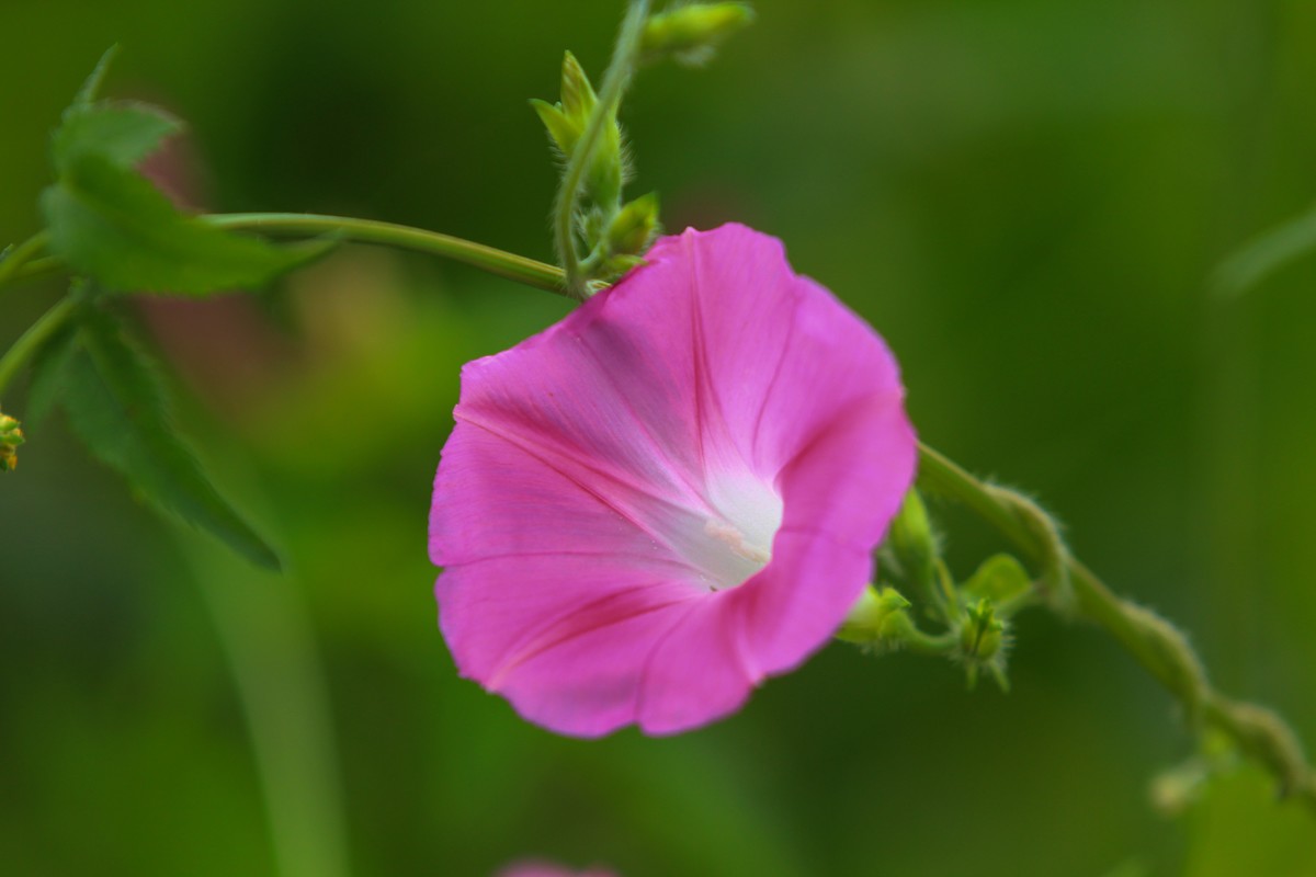 拍摄花卉一（378）