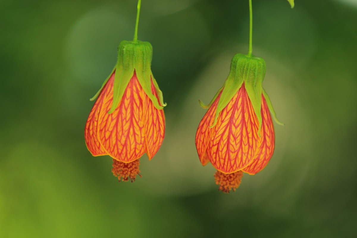 拍摄花卉一（378）