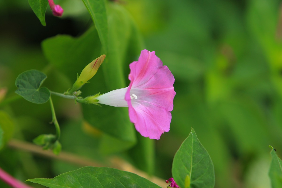 拍摄花卉一（378）