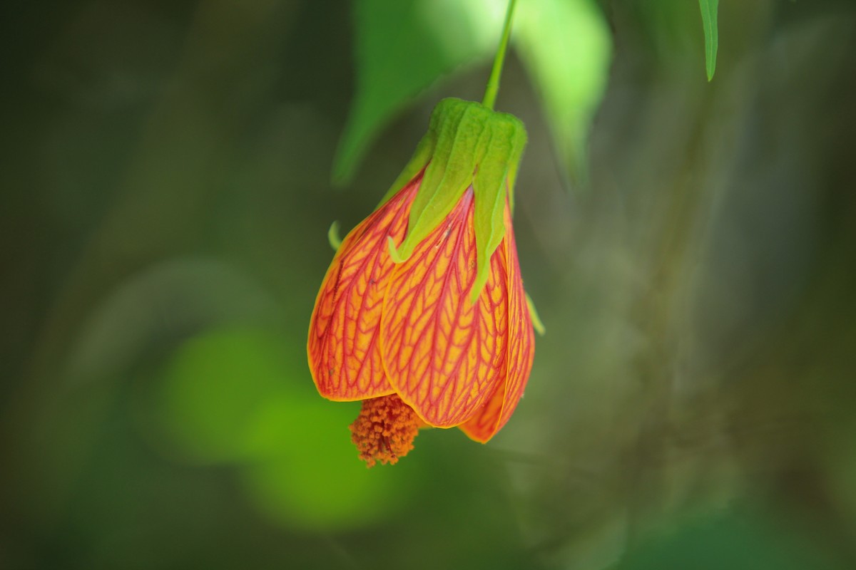 拍摄花卉一（378）