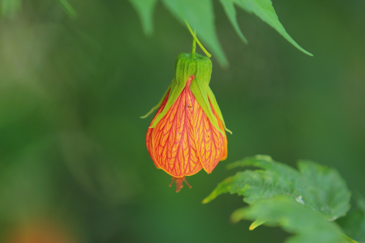 拍摄花卉一（378）