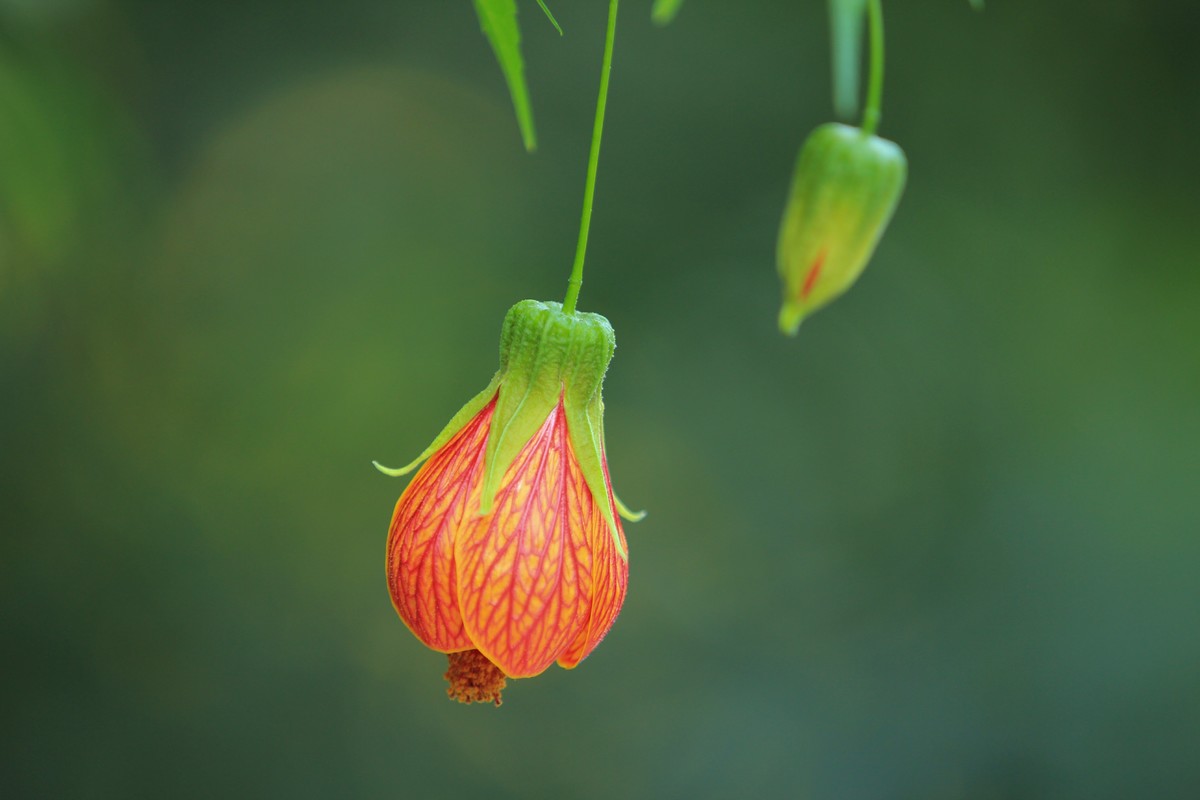 拍摄花卉一（378）