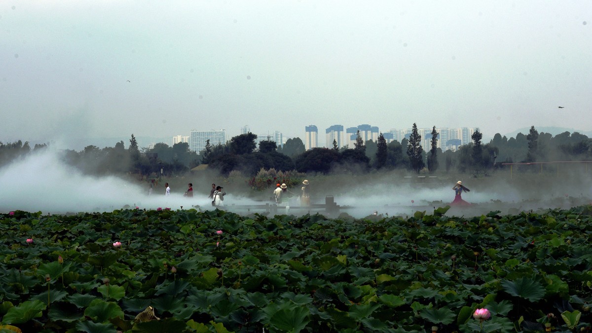 雾锁荷塘