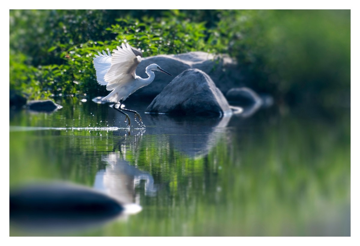 尼康D850拍白鹭2