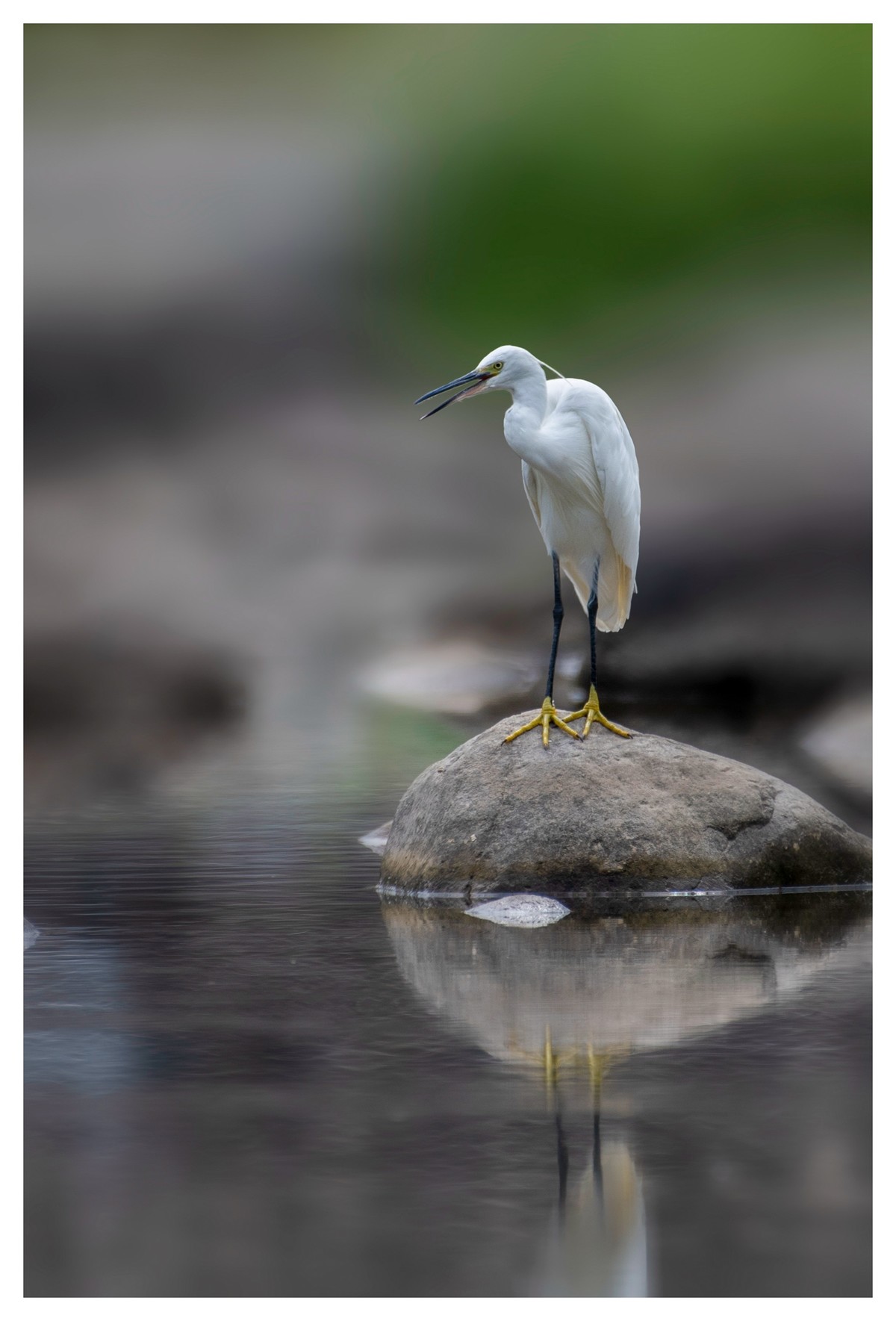 尼康D850拍白鹭2