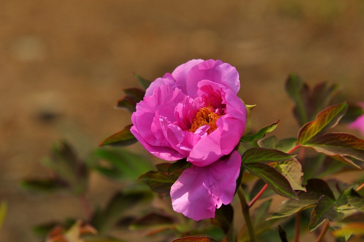 街心花园中的花