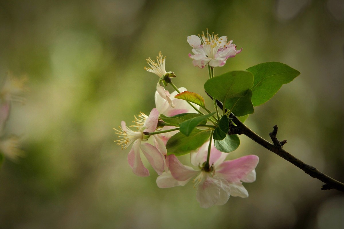 街心花园中的花