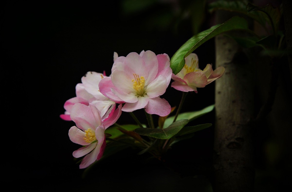 街心花园中的花