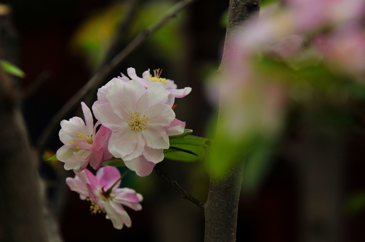 街心花园中的花