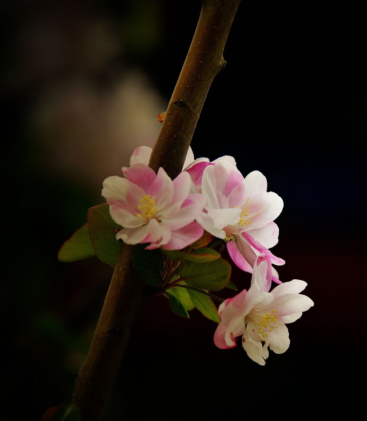 街心花园中的花