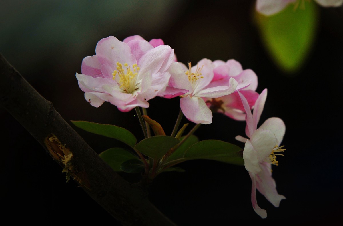 街心花园中的花