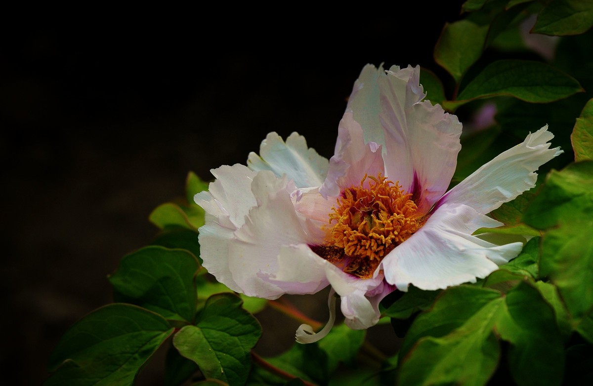 街心花园中的花