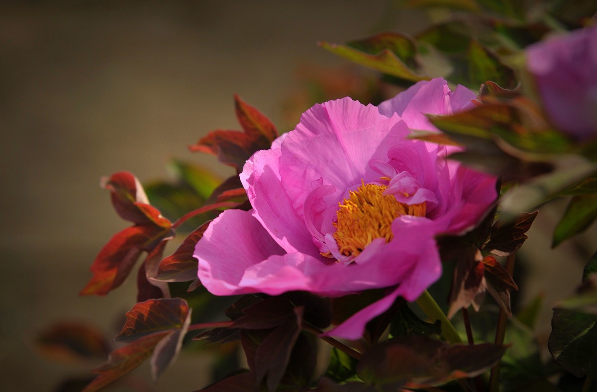 街心花园中的花