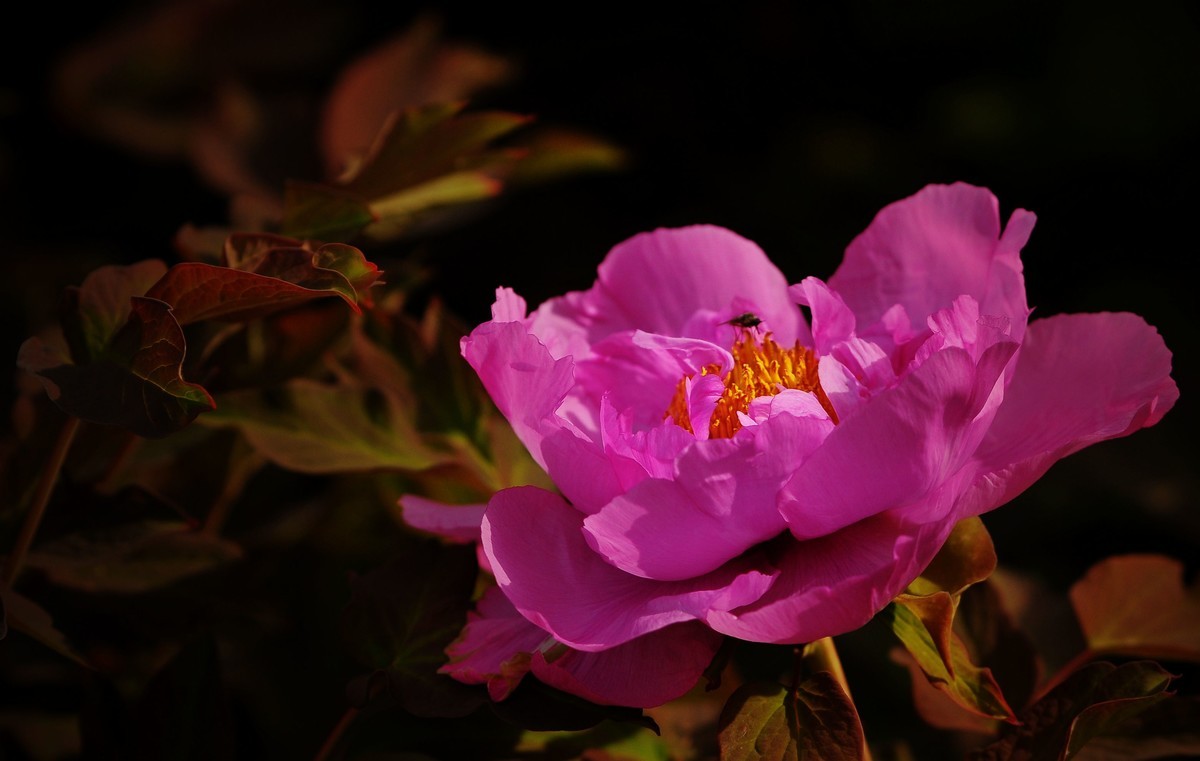 街心花园中的花