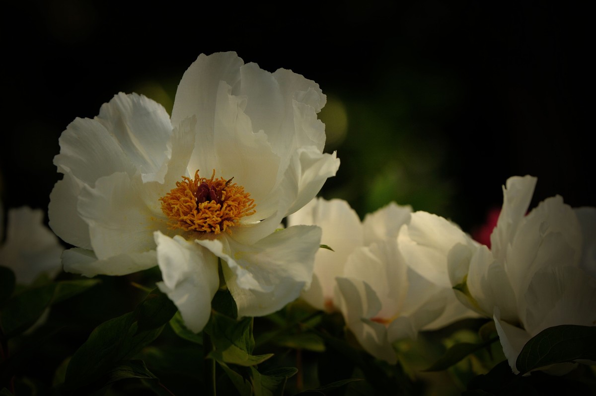 街心花园中的花