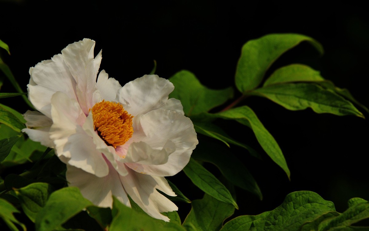 街心花园中的花