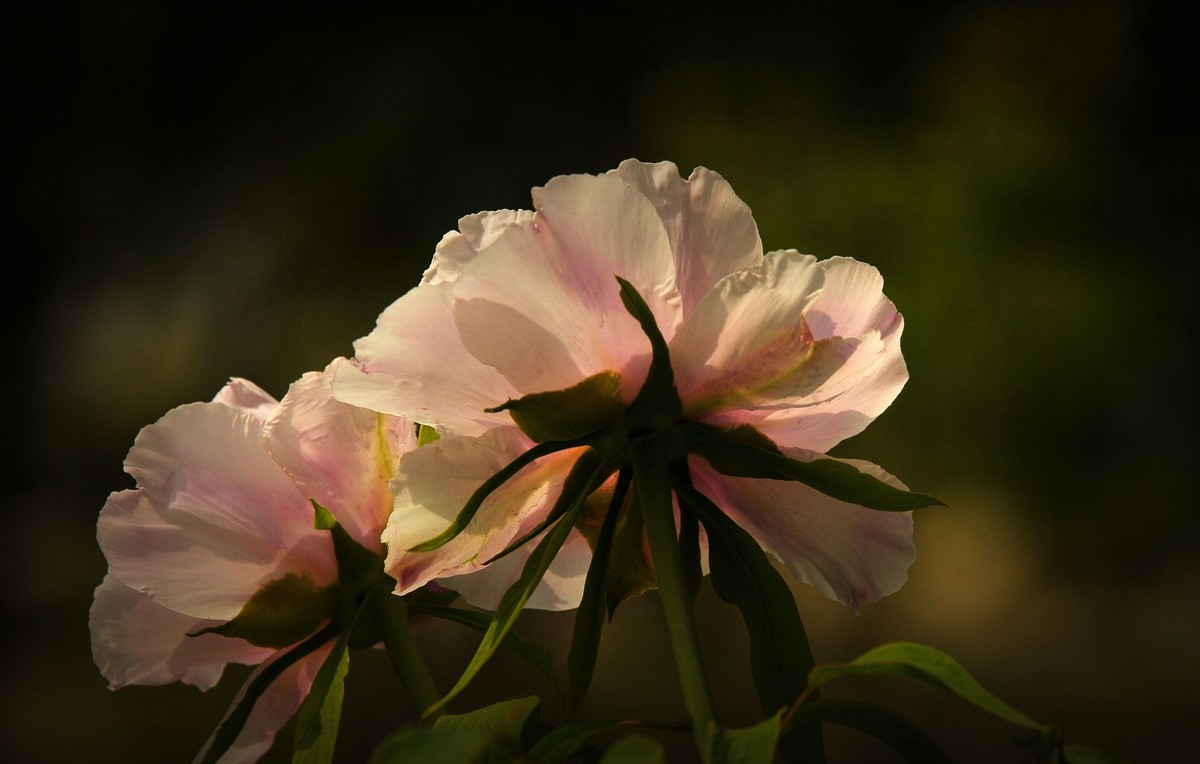 街心花园中的花