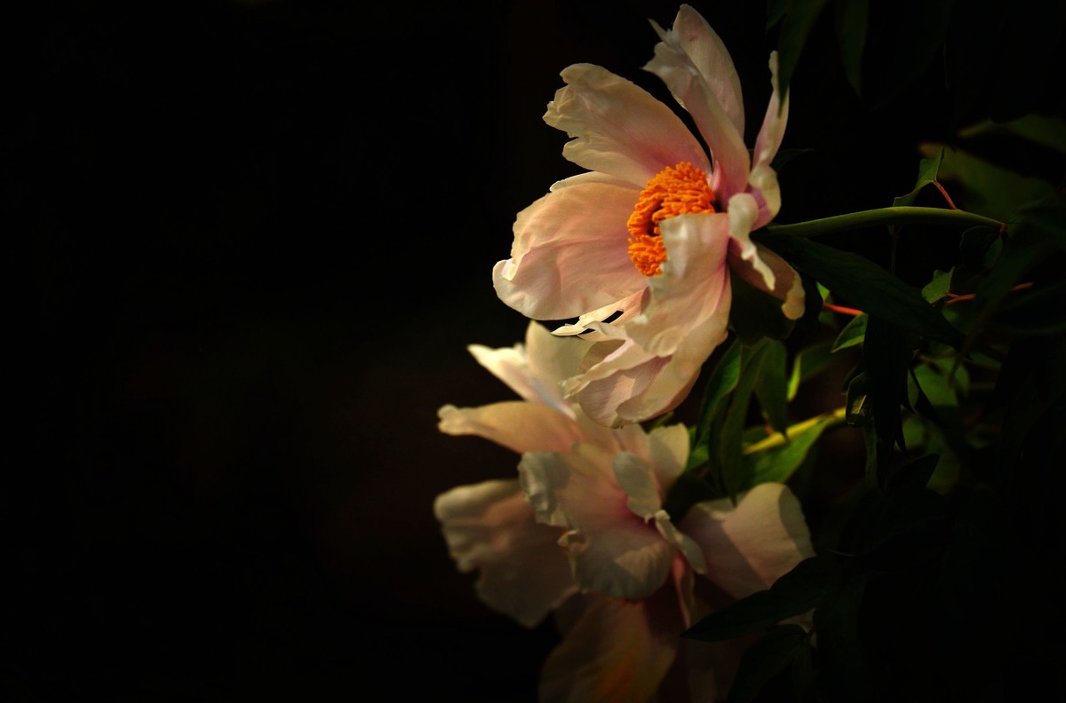 街心花园中的花