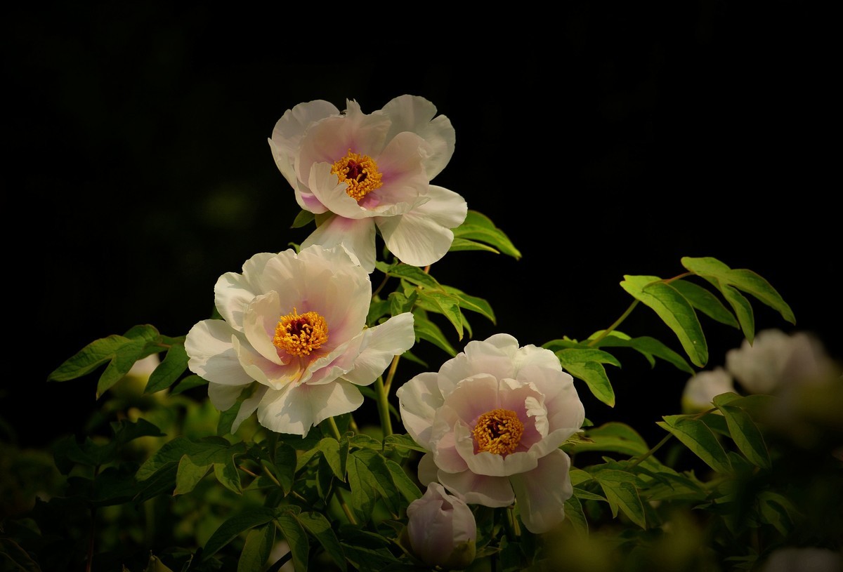 街心花园中的花