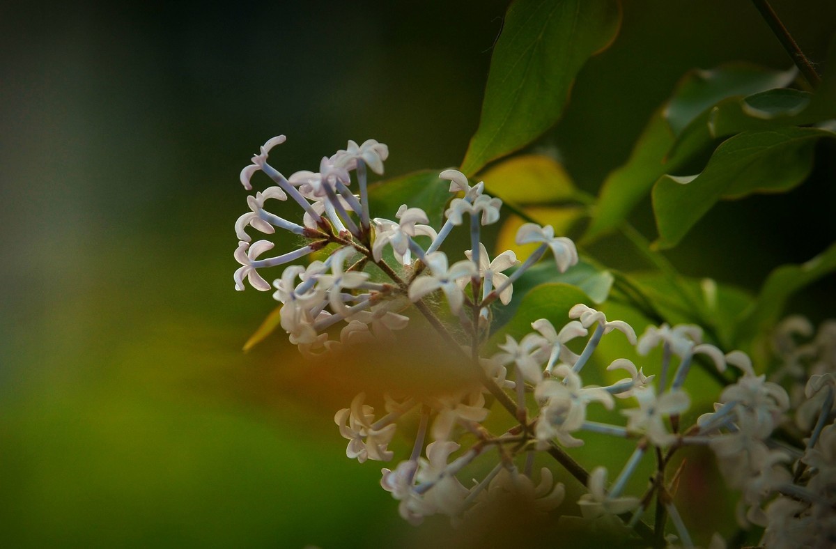 街心花园中的花