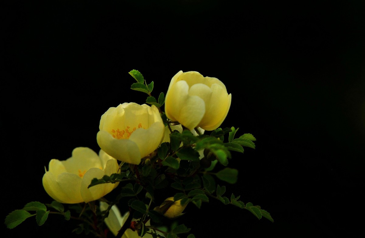 街心花园中的花