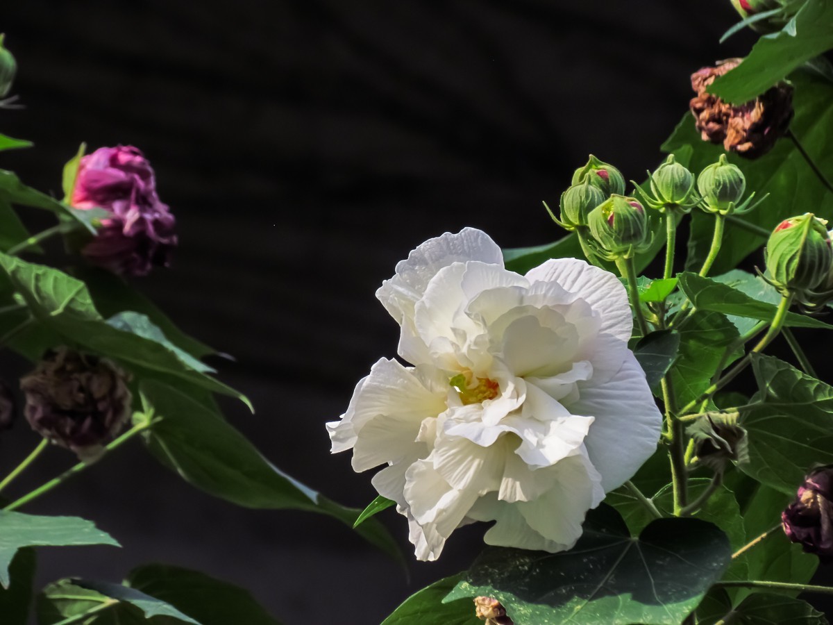 芙蓉花