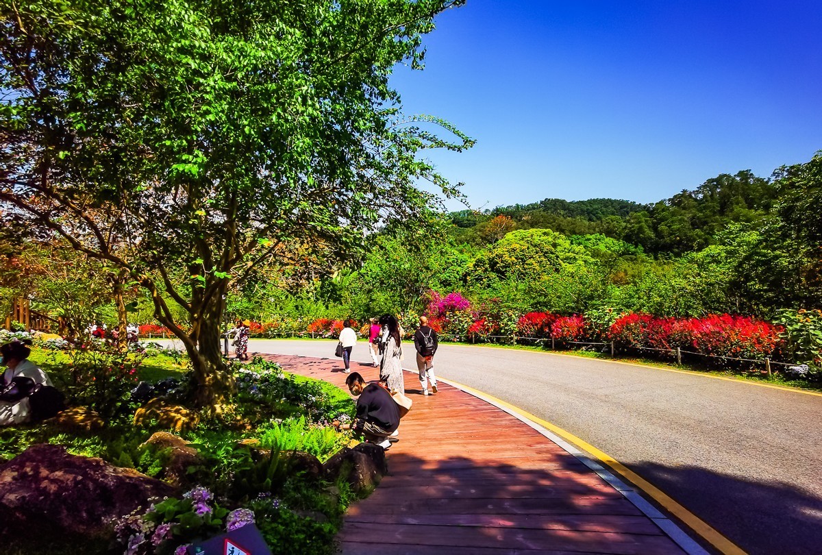深圳仙湖植物园掠影