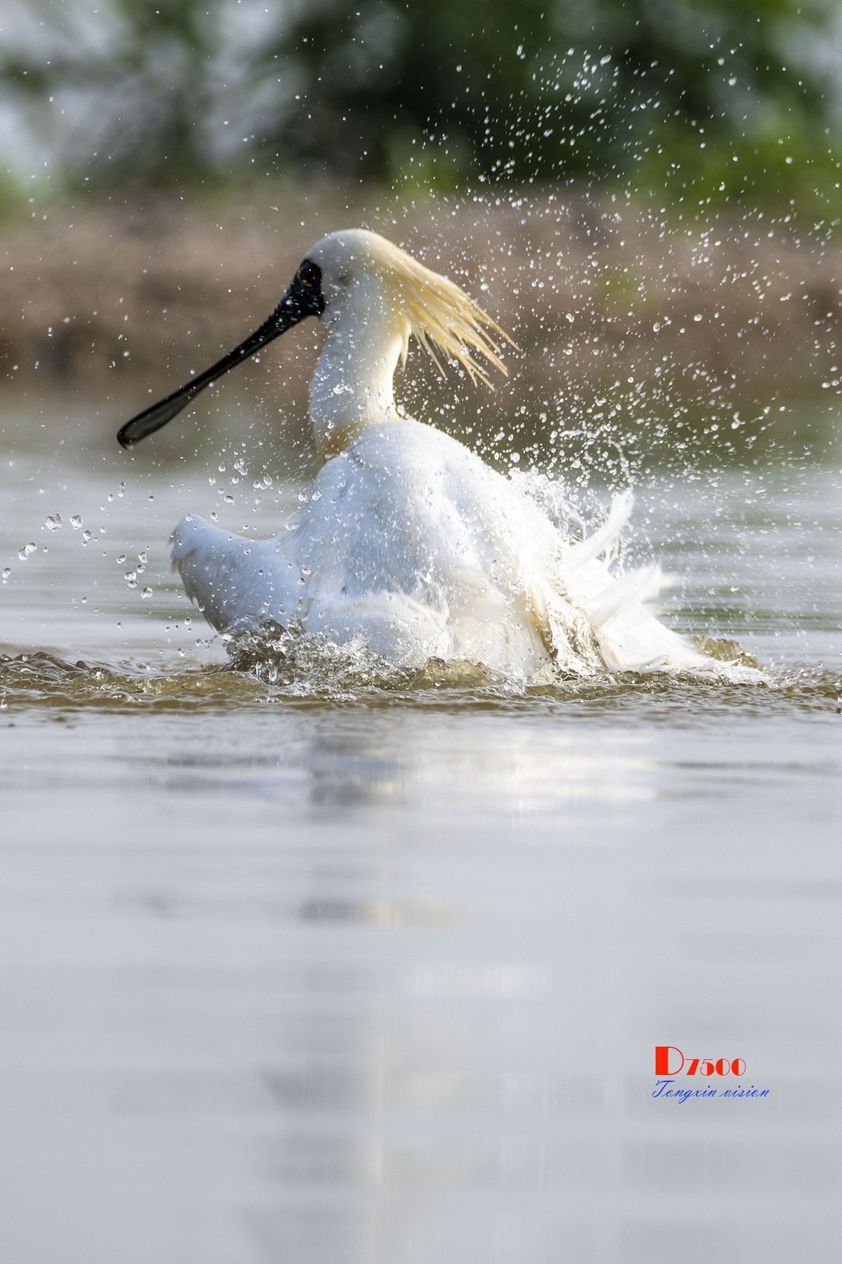 琵鹭嬉水（18）