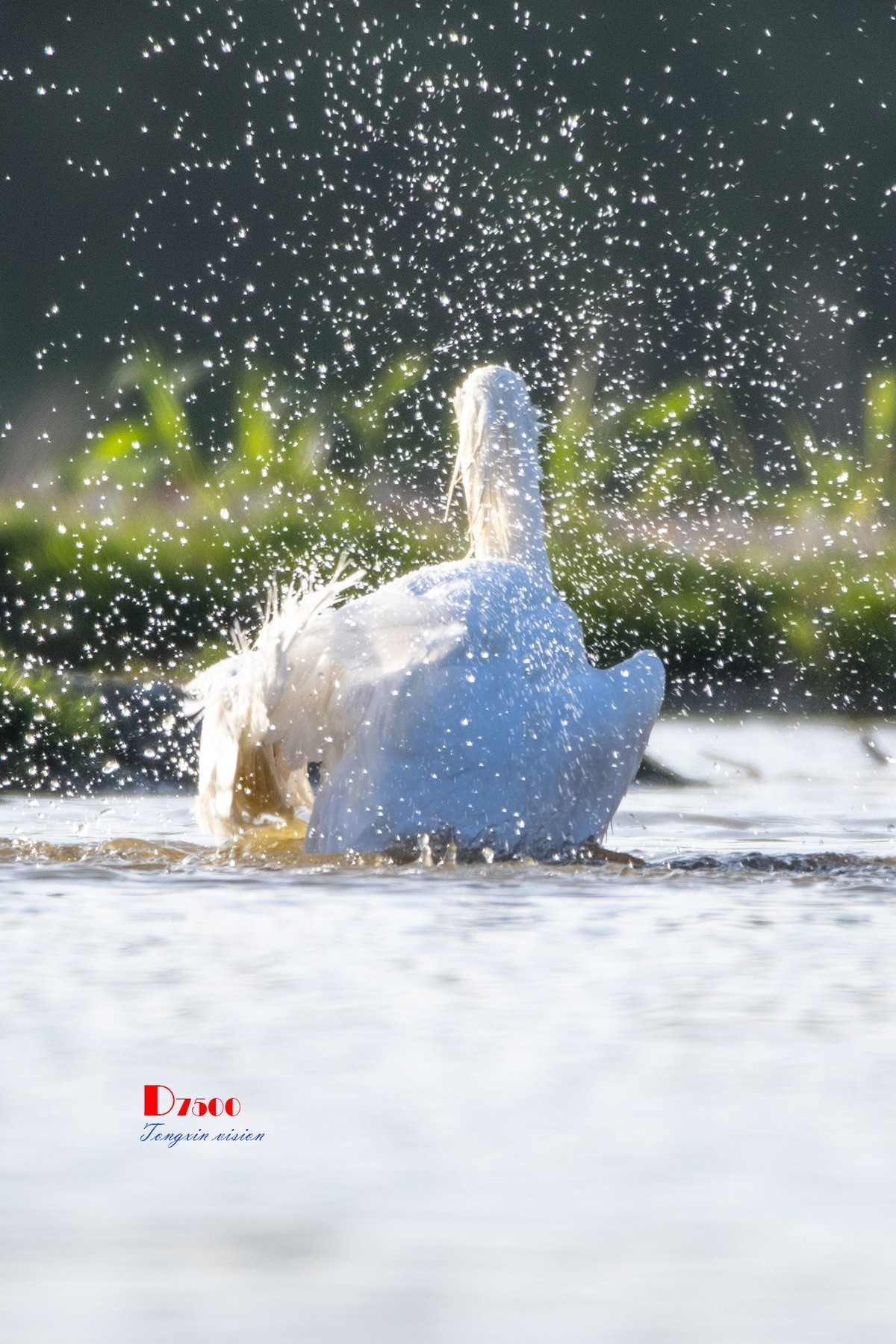 琵鹭嬉水（18）